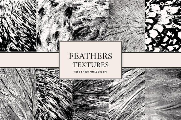 Feathers Textures: Elevate Your Design Projects with Luxury and Style